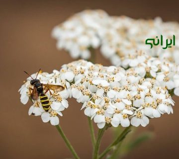 خواص بومادران برای معده