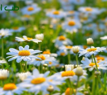داروی گیاهی برای آبریزش بینی