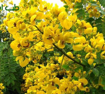 طریقه مصرف سنای مکی برای کبد چرب