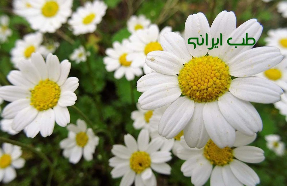 گل بابونه زرد